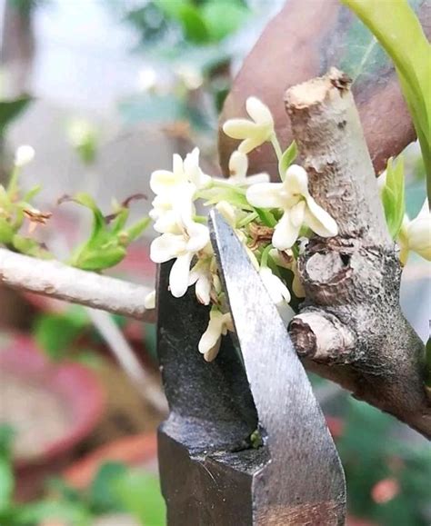 桂花種不活|桂花不長葉不開花，爛根養不活？只靠修剪就能解決！2分鐘教你。